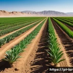 이스라엘의 주요 식물 연구소 - A high-tech agricultural field in an arid region featuring rows of drought-tolerant crops flourishin...